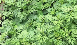 艾草视频,探寻传统草药的神奇魅力